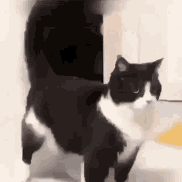 a black and white cat is standing in front of a door