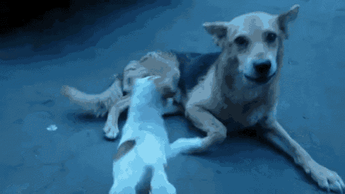 Play With Me GIF - Dogs Play Tolerance GIFs