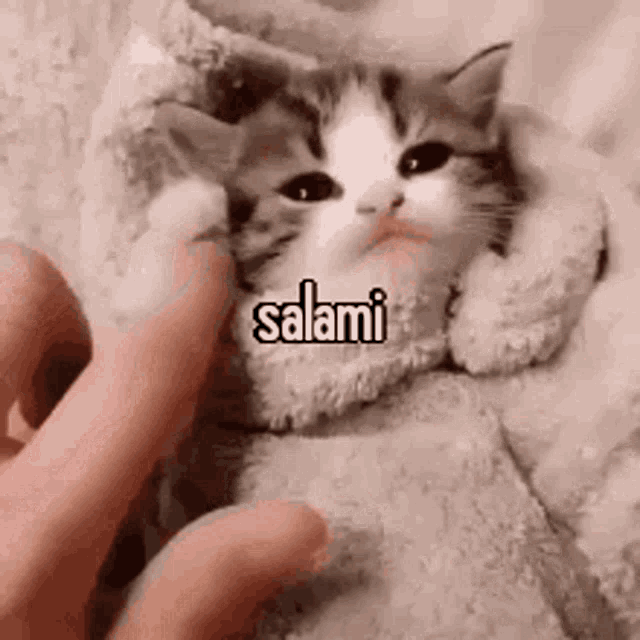 Animals With Captions Salami Cat GIF
