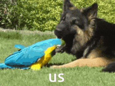 Us Duo GIF - Us Duo Bird And Dog GIFs