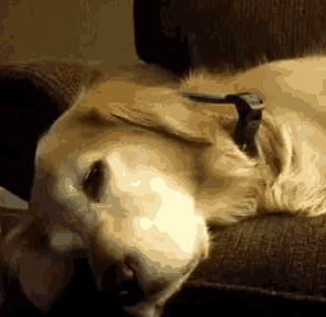 a close up of a dog laying on a chair