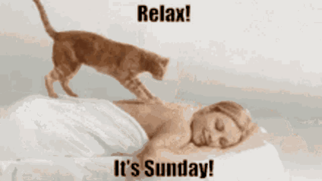 Cats Relax Its Sunday GIF - Cats Relax Its Sunday Massage GIFs