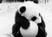 I Love My Balls Panda GIF - I Love My Balls Panda GIFs