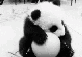 a panda bear is sitting in the snow with a snowball on its back .