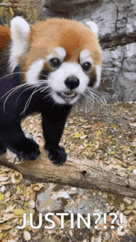 a red panda bear standing on a tree branch with the words justin written below it