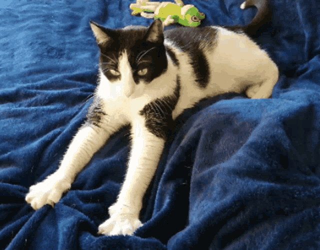 black and white cat laying on a blue blanket