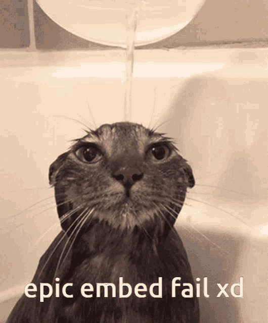 Shower Cat GIF - Shower Cat GIFs