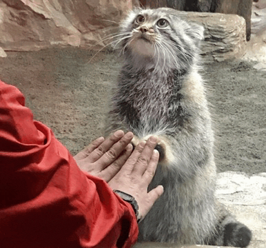 a person in a red jacket petting a cat