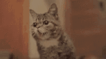 a close up of a cat licking its paw with its tongue .
