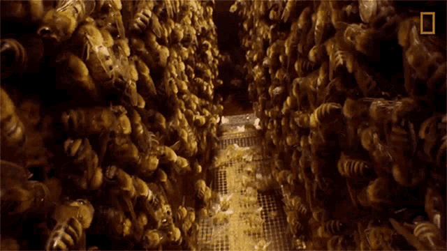Hive National Honey Bee Day GIF - Hive National Honey Bee Day How Do Honeybees Get Their Jobs GIFs