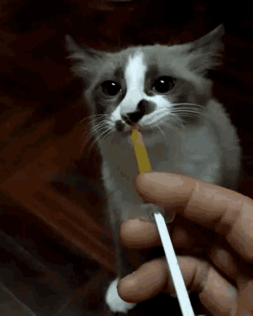 a gray and white cat is eating a stick from a person 's hand