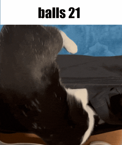 a picture of a cat with the words balls 21 on the bottom