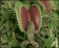 Piranha Plant GIF
