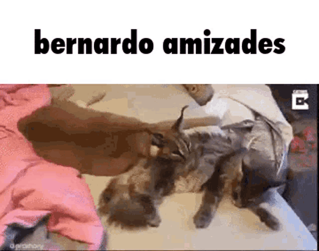 two cats are playing with each other on a bed and the words bernardo amizades are above them .