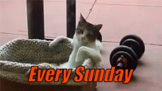 Every Sunday Cats GIF - Every Sunday Cats Chillin GIFs