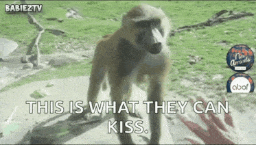 a baboon is standing next to a person 's hand with the caption this is what they can kiss
