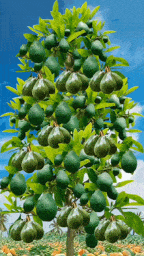 an avocado tree with lots of green fruits on it
