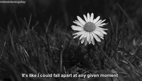a black and white photo of a single daisy with the caption it 's like i could fall apart at any given moment