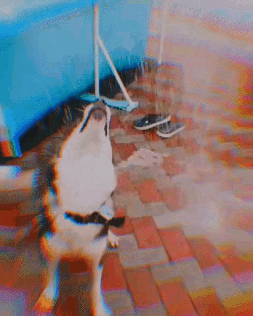 a husky dog is standing on a brick sidewalk with its tongue out