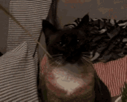 a black and white cat is sitting on a couch looking at the camera