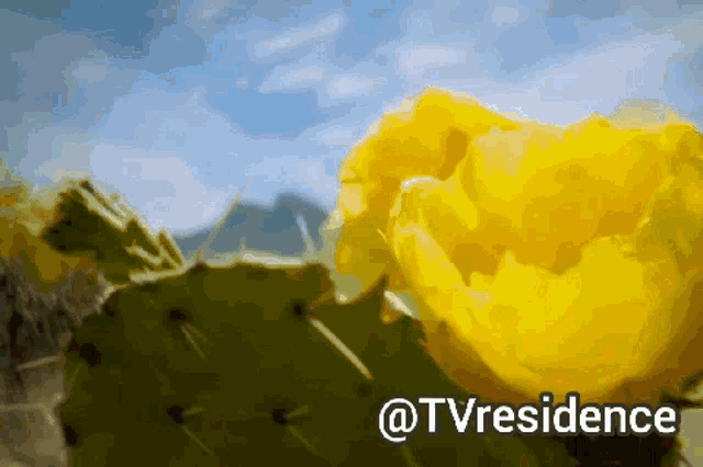 a blurry picture of a yellow flower and the words @tvresidence