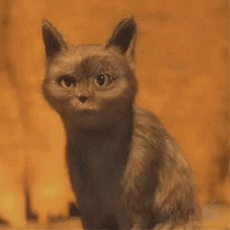 Cat Oh GIF - Cat Oh Ooo GIFs