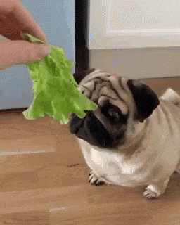 a pug dog eating a piece of lettuce from a person 's hand .