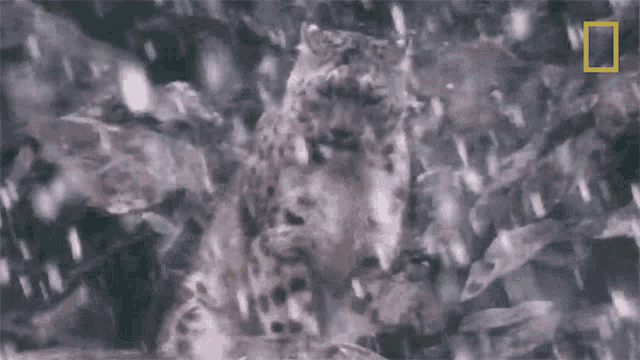 Stare Snow Leopards101 GIF - Stare Snow Leopards101 Himalayas GIFs