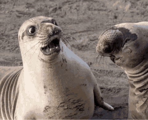 Seal Shocked GIF