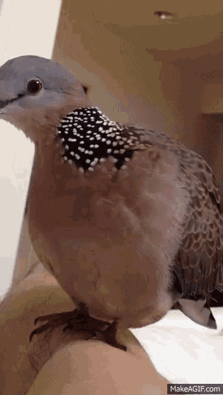 a pigeon is sitting on a person 's arm and looking at the camera .
