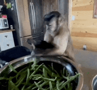 a monkey is standing in front of a bowl of green beans .