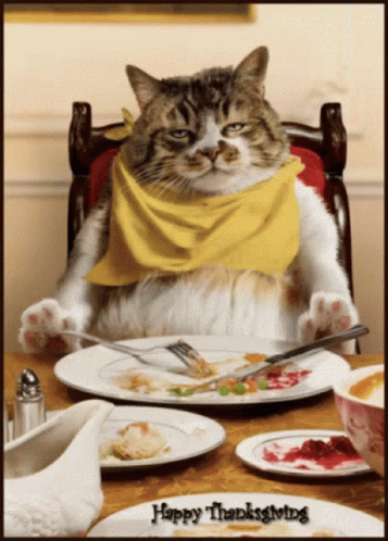 Happy Thanksgiving Cat GIF - Happy Thanksgiving Cat Full GIFs