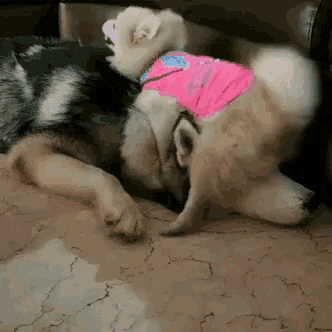 a dog wearing a pink shirt is laying on the floor next to another dog .