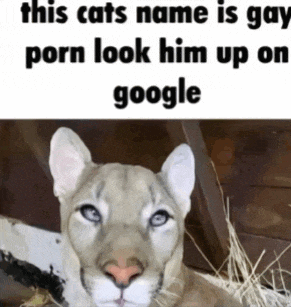 a picture of a cat with a caption that says this cats name is gay porn look him up on google