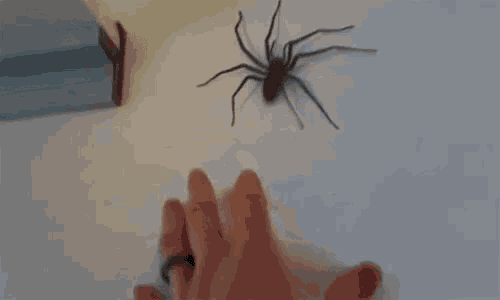 a close up of a spider crawling on a person 's hand