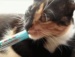 Cat Lipsmacker GIF - Cat Lipsmacker GIFs