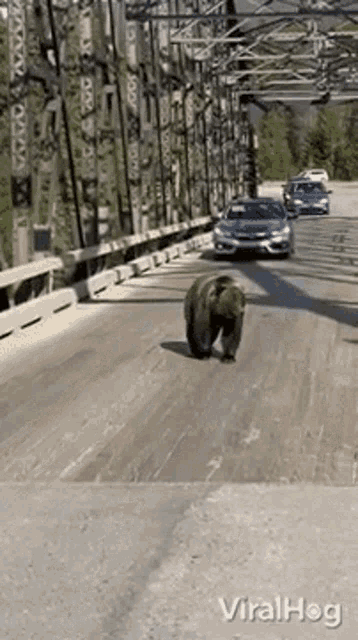 Bear Viralhog GIF - Bear Viralhog Large Grizzly Calmly Crosses Bridge GIFs