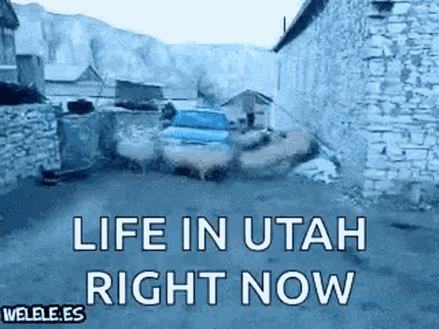 Sheep Utah GIF - Sheep Utah Life In Utah Right Now GIFs