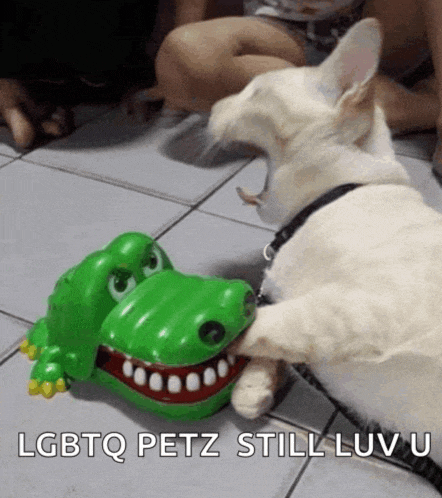 a dog playing with a toy crocodile with the words " lgbtq petz still luv u " below it