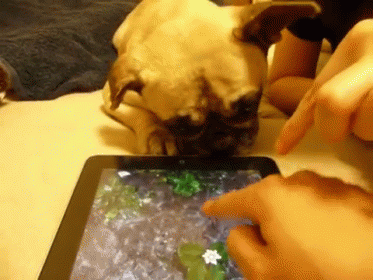 Dog Tries To Drink From Ipad GIF - Dog Tries Drink GIFs