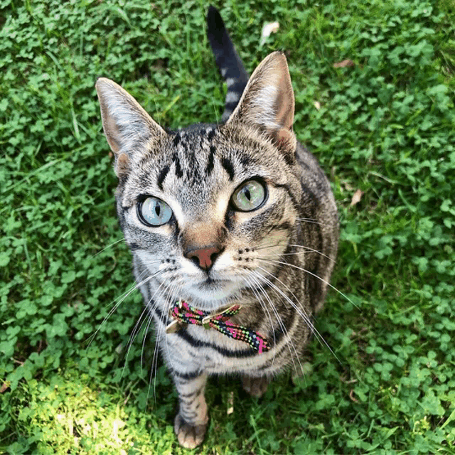 a cat with blue eyes and a bow tie looks up at the camera