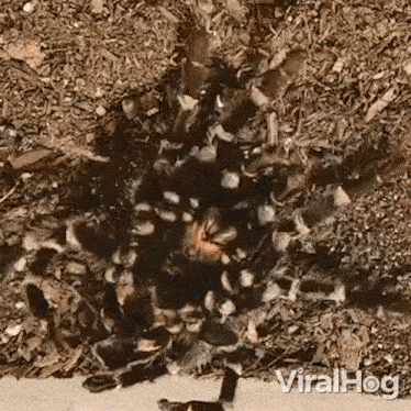 a close up of a tarantula crawling on a pile of wood chips .