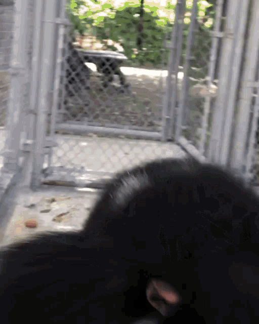 a black animal behind a chain link fence looking out