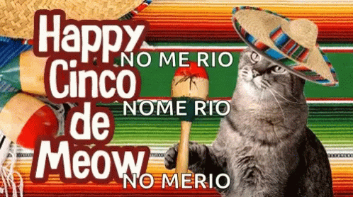 Cinco De Mayo Cinco De Meow GIF - Cinco De Mayo Cinco De Meow Cat GIFs