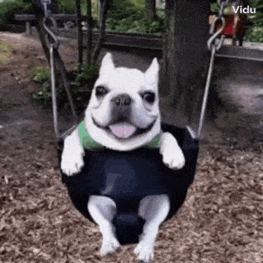 a french bulldog is sitting on a swing at a playground .