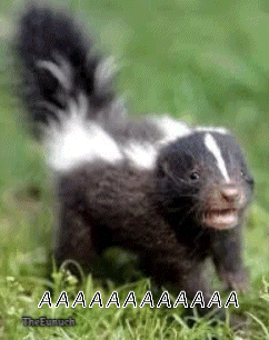 a skunk is standing in the grass with its mouth open and screaming .