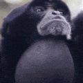a close up of a gorilla 's face with a beard .
