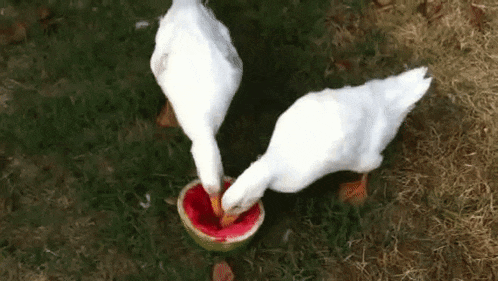 two ducks are eating a watermelon on the ground .