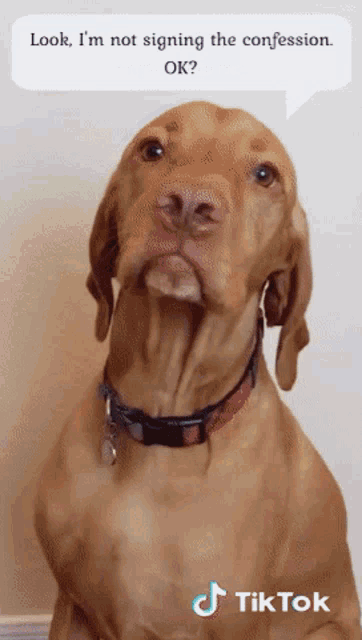 a dog with a speech bubble above it that says look i 'm not signing the confession ok