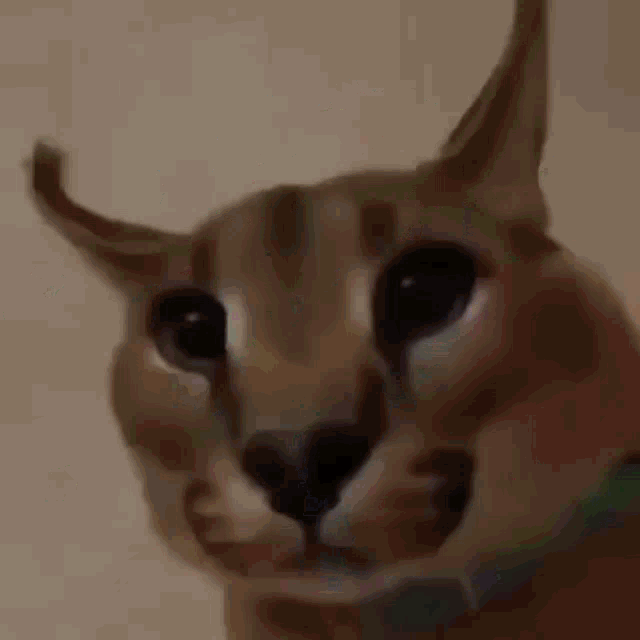 Cats Blocks GIF - Cats Blocks Lynx GIFs